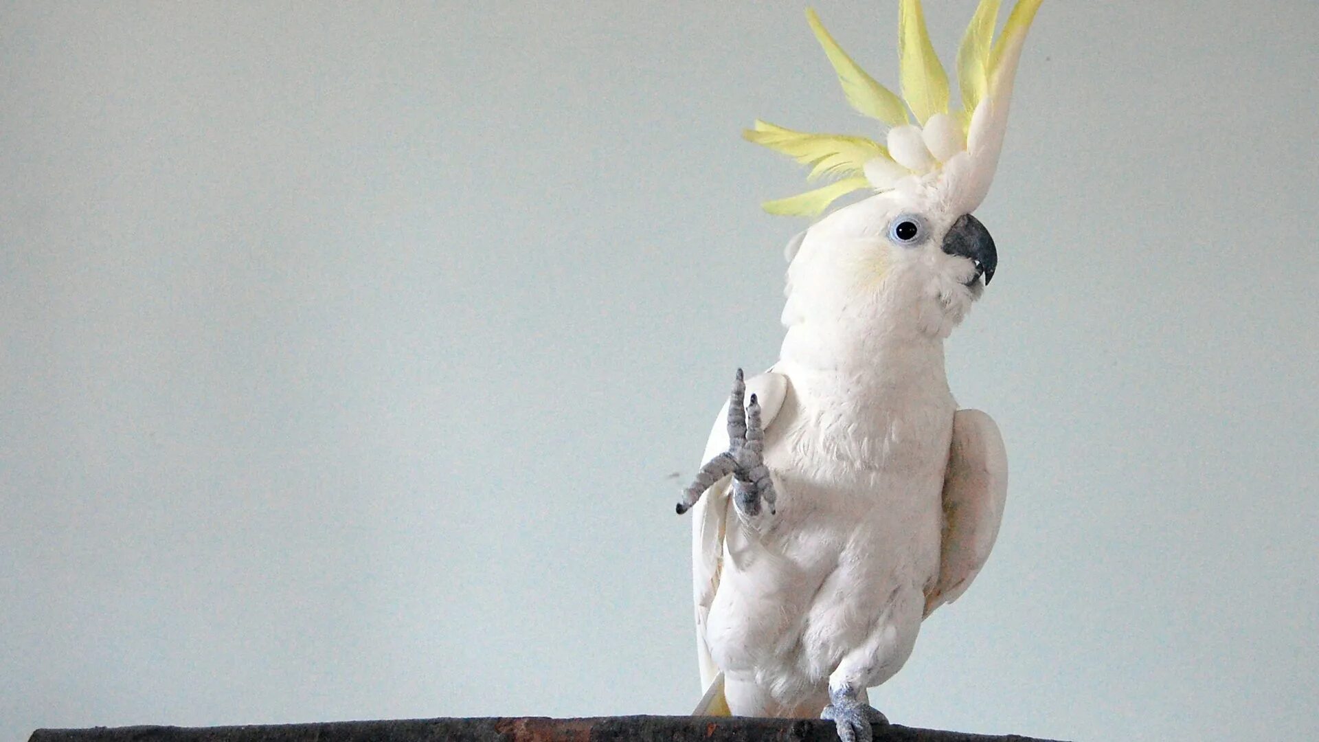 Попугаи домашние какаду. Какаду смешной. Дерзкий попугай. Веселое какаду найдите и исправьте ошибку. Какаду птицы австралии.