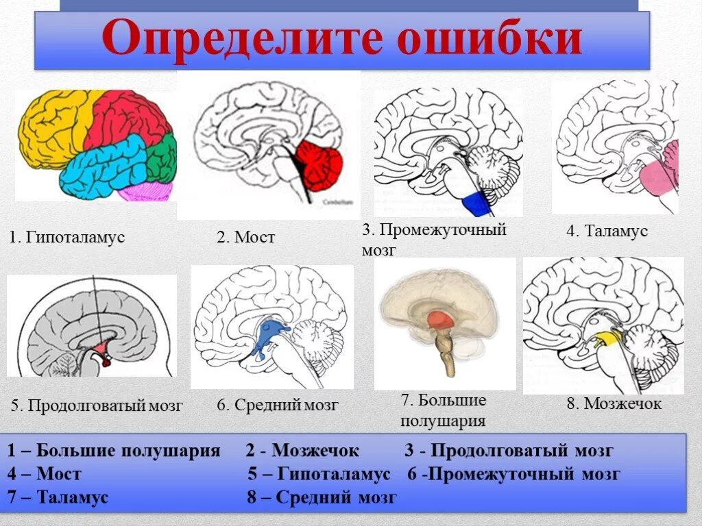 Головной мозг урок 8 класс. Структуры головного мозга биология 8 класс. Строение головного мозга биология 8. Отделы головного мозга. 8 Кл. Конспект головной мозг строение и функции 8 класс.