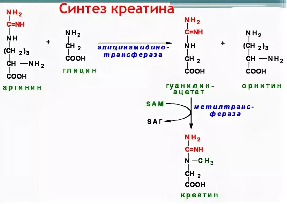 Участие s аденозилметионина в реакциях трансметилирования. Синтез креатина из метионина. Синтез креатина биохимия. Трансметилирование метионина. Синтез креатинина фосфата.