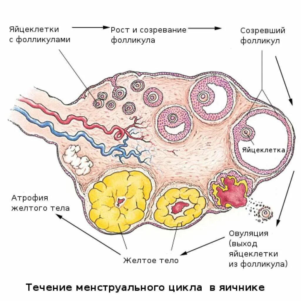 Внутреннее строение яичника схема. Внутреннее строение яичника анатомия. Внутренне строение яичника. Схематическое изображение микроскопического строения яичника. Взаимосвязь яичника