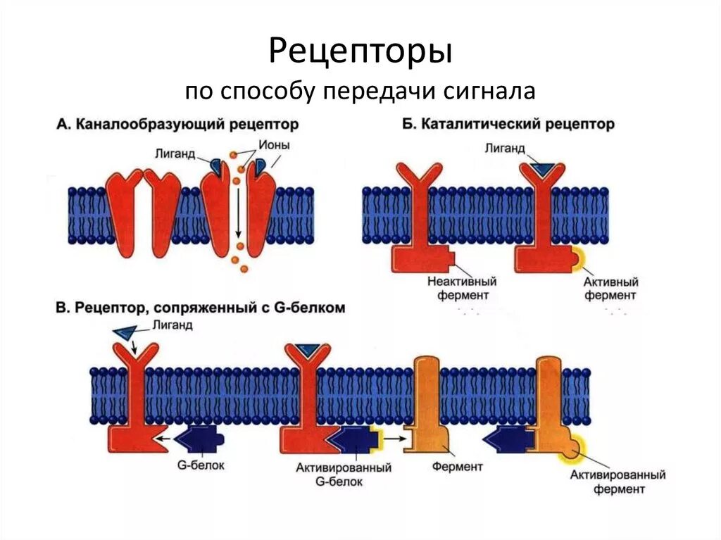 Плазмолемма рецепторная функция. Рецепторная функция мембраны. Мембранные рецепторы передачи сигналов. Рецепторная функция плазматической мембраны.