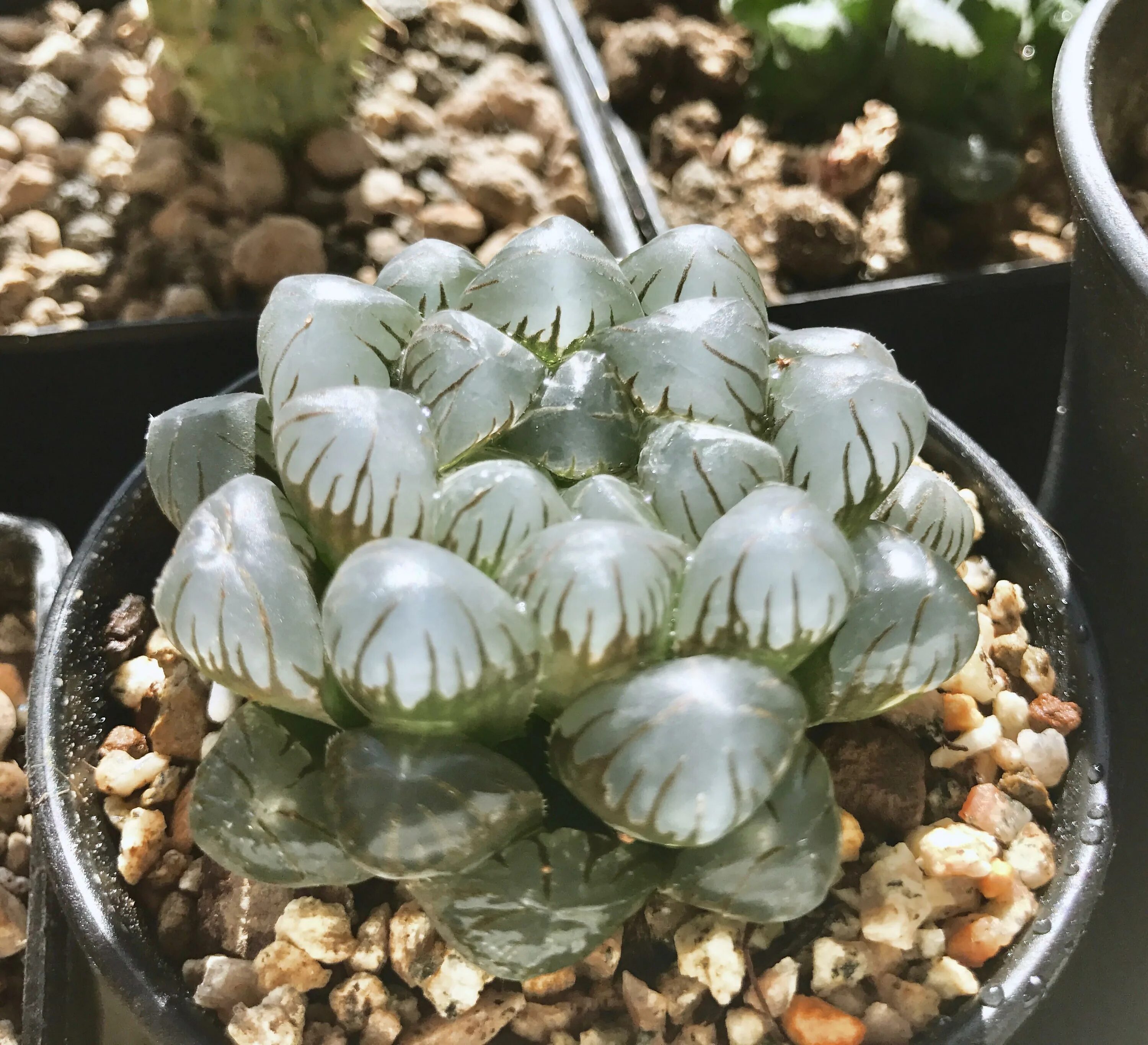 Хавортия обтуза. Haworthia купера. Хавортия купера пилифера. Хавортия цимбиформис обтуза. Haworthia obtusa.