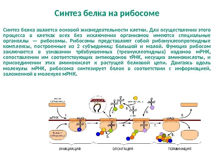 Сборка белка происходит. Схема синтеза белка в рибосоме. Биосинтез белка на рибосоме. Биосинтез белков строение. Синтез клеточных белков происходит на.