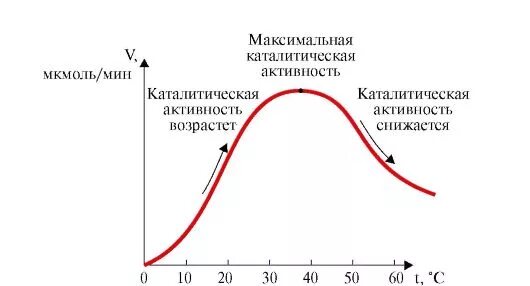 Термостабильность ферментов. Оптимальная температура действия ферментов. Оптимальная температура для ферментов человека. Температурный Оптимум ферментов. Термолабильность ферментов график.