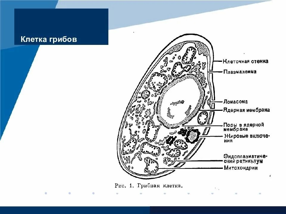 Грибные клетки покрыты снаружи клеточными. Клеточная стенка грибной клетки. Строение грибной клетки. Многоядерная клетка гриба. Царство грибы строение грибной клетки.