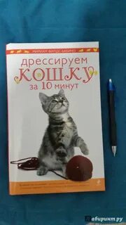 Кошка минут