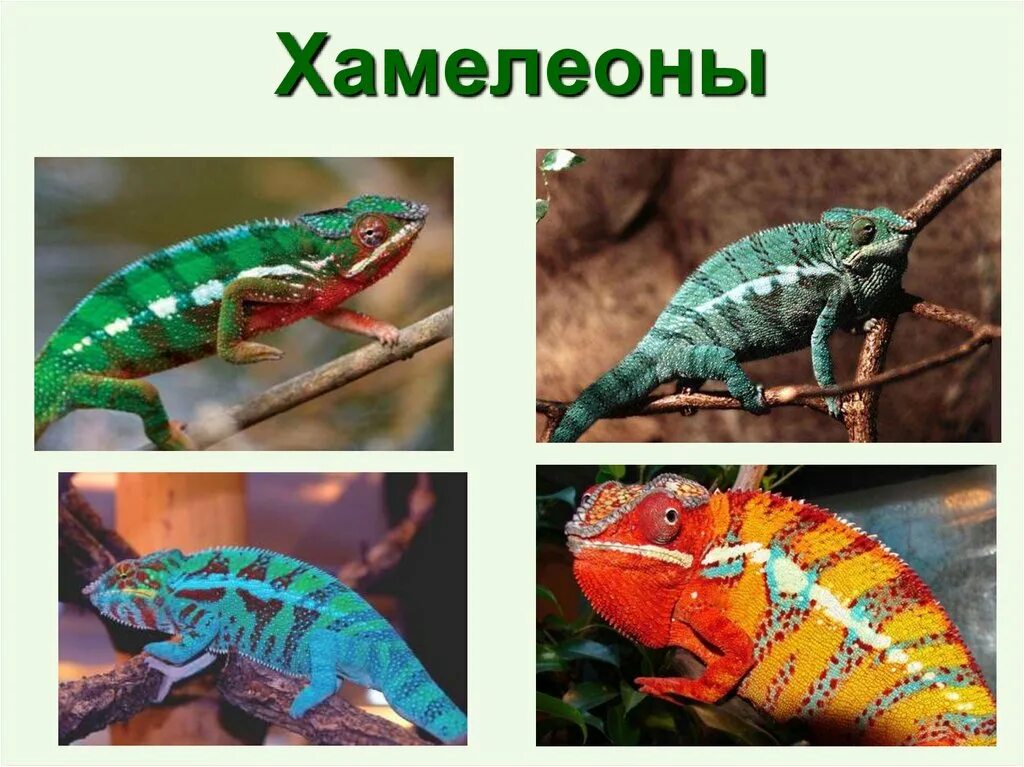 Хамелеон 2 класс