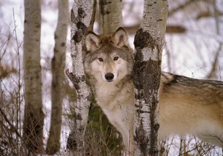 River wolves