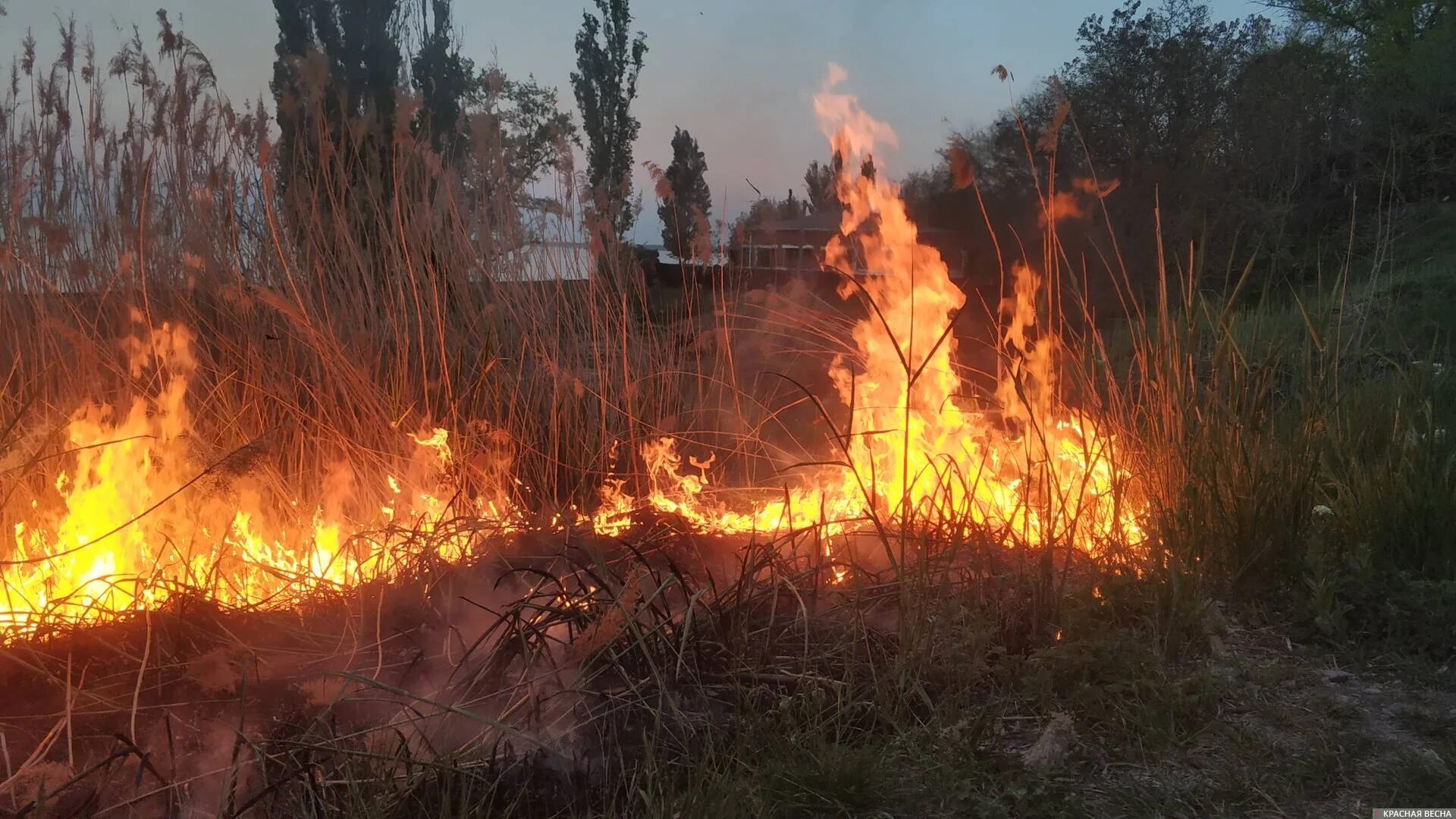 Горевший какой вид