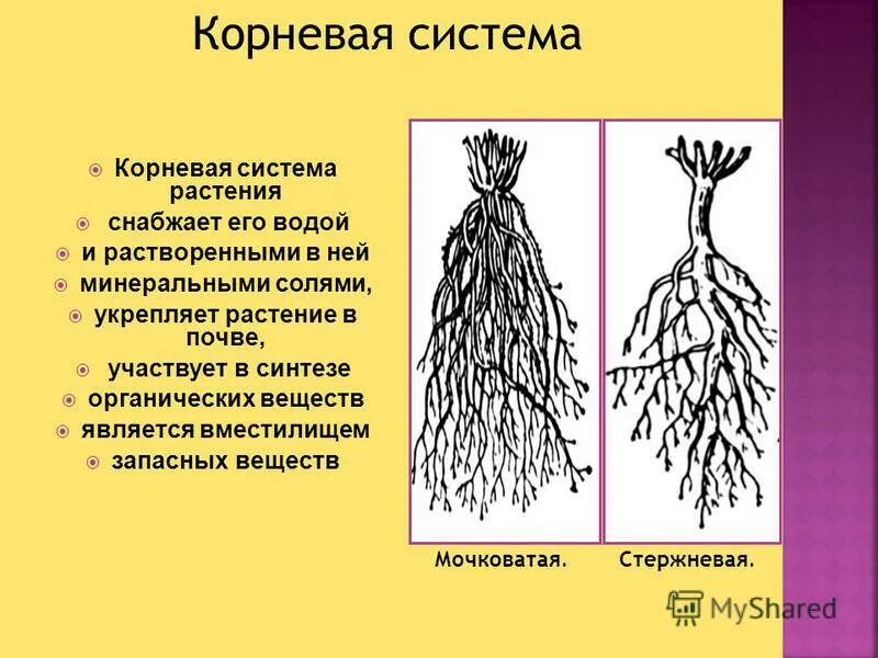 Типы корневых систем стержневая и мочковатая. Стержневая и мочковатая корневая система. Стержневая корневая система и мочковатая корневая. Схема мочковатой корневой системы.