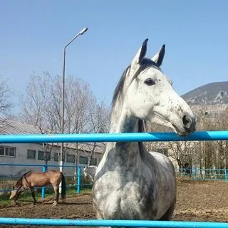 Терский конный завод