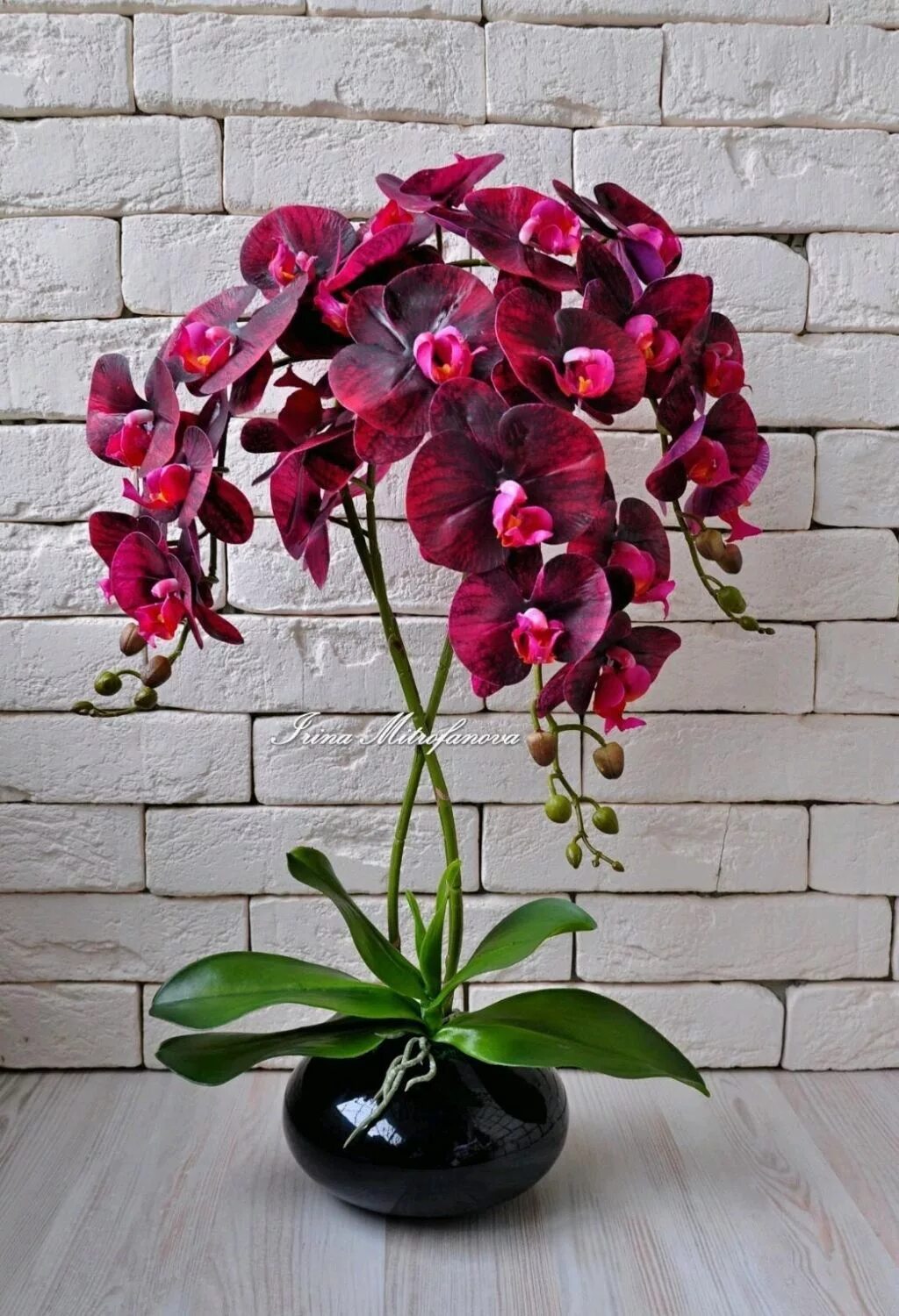 Где купить орхидею. Joyride Орхидея фаленопсис. Фаленопсис Блэк Баттерфляй. Фаленопсис Орхидея живые. Блэк Баттерфляй Орхидея.