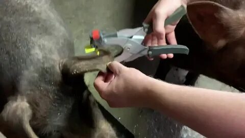 Зачем купируют поросят