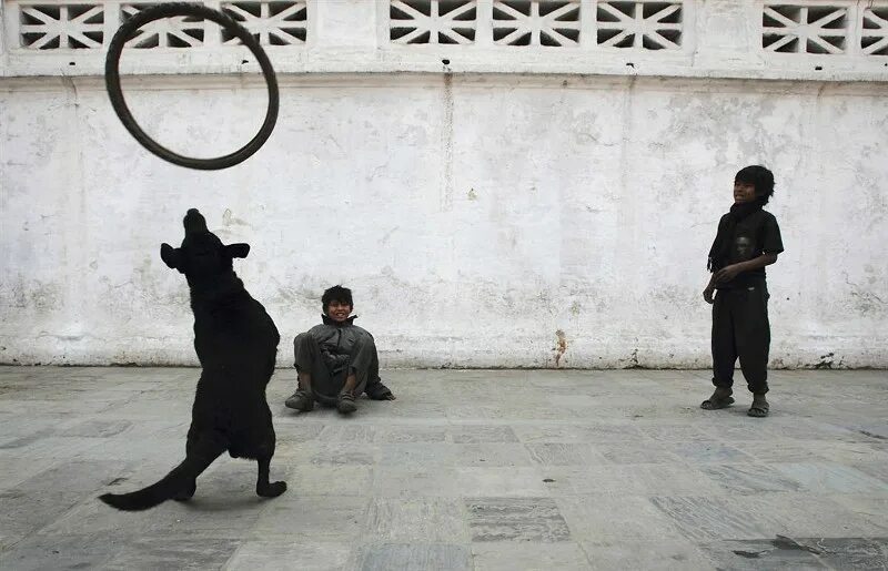 Домашние животные и человек. Фотографирует животных. Животные журналисты. Съемка дикой природы. Репортаж животных.