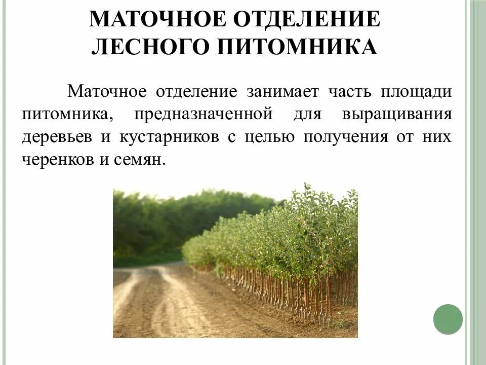 Севооборот в питомнике
