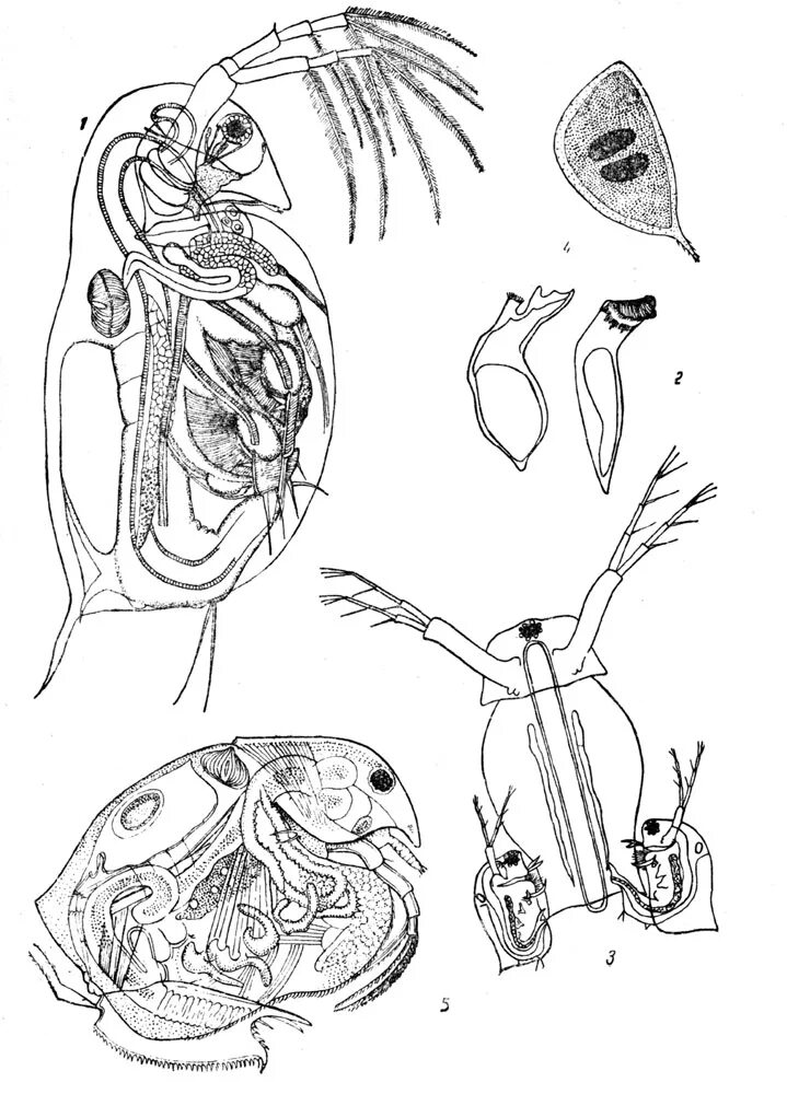 Карапакс дафнии. Дафния Магна строение. Ветвистоусые дафния. Daphnia pulex строение.