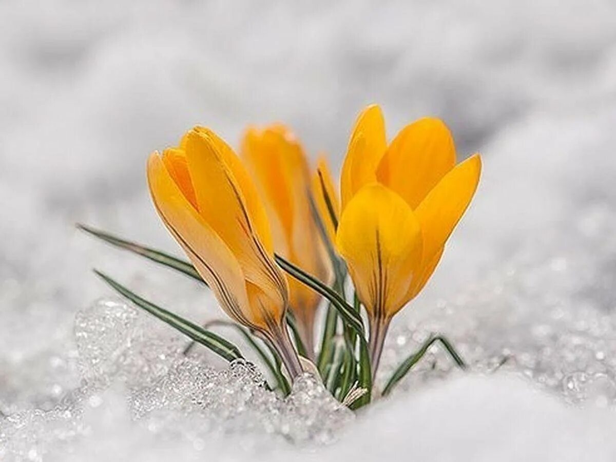 Желтые первоцветы крокусы. Цветы из под снега. Крокусы в снегу. Желтые цветы на снегу. Первый день весны солнце