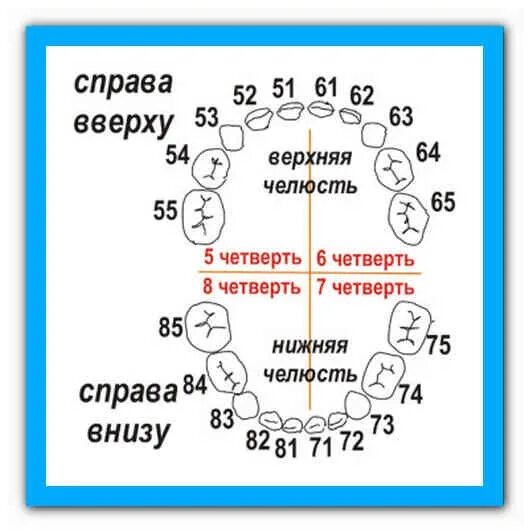 Как определить какой зуб. Зубная формула молочного прикуса. нумерация молочных зубов в стоматологии схема. зубная формула молочных зубов схема. нумерация зубов в стоматологии у детей.