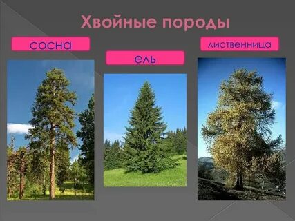 Отличие хвойные лиственные