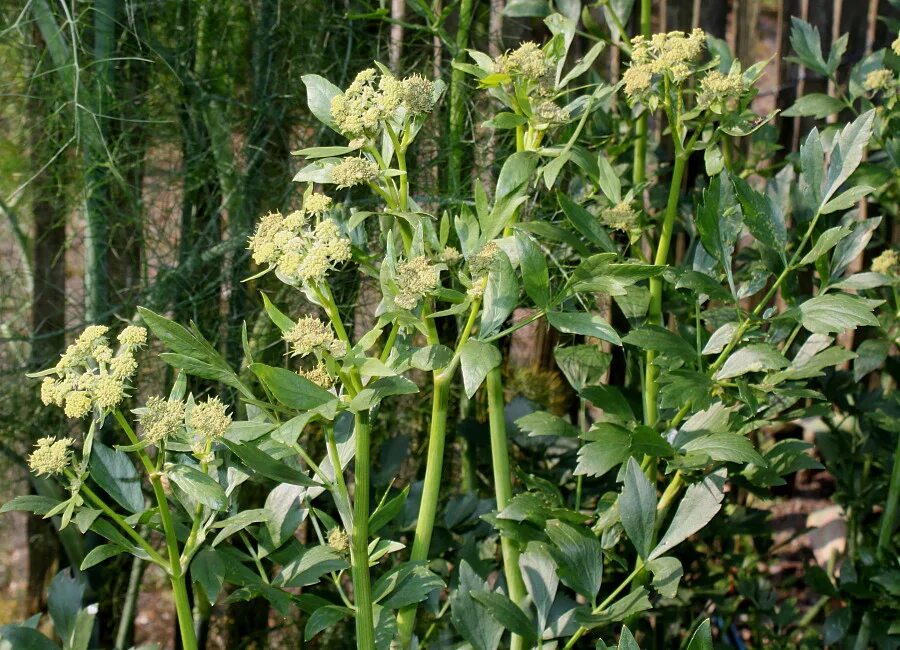 Любисток Levisticum. Любисток аптечный. Любисток (Levisticum officinale) семена. Любисток соцветие. Любисток лекарственный применение