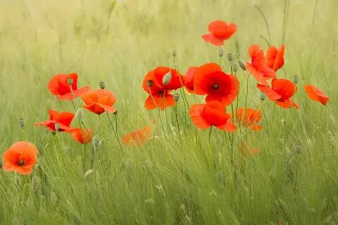 Poppy flower