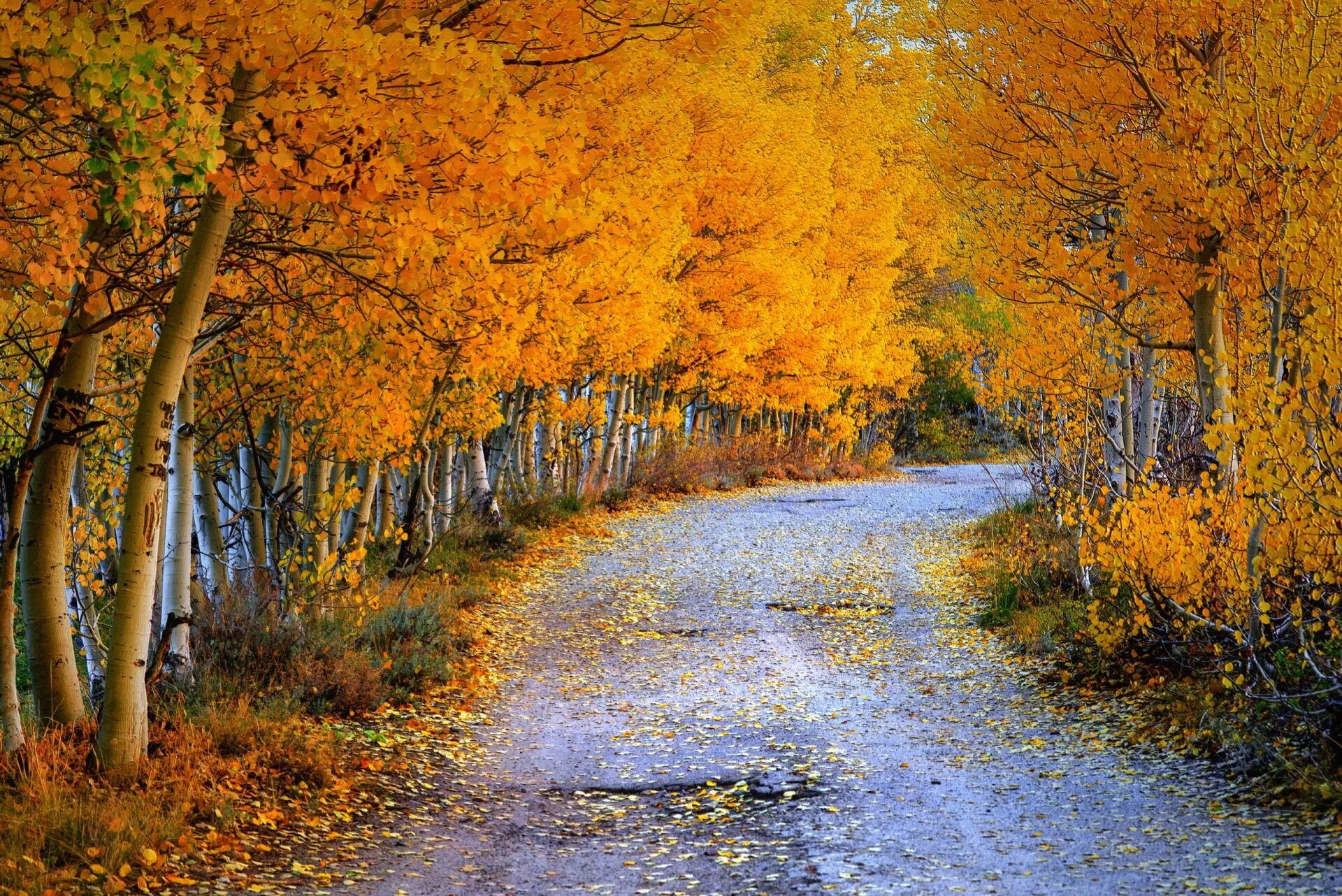 Осенний пейзаж. Осенняя природа. Природа осенью. Пейзаж осени. Осенний лес.