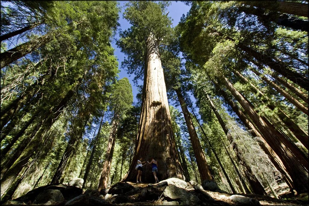Самое высокое дерево северной америки природные зоны. Парк Секвойя Калифорния. Секвойя дерево. Секвойя Северной Америки. Национальный парк Секвойя Северной Америки.
