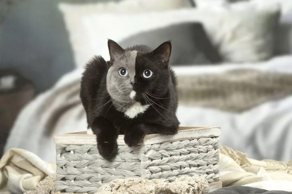 Лучший кот года. Двуликая кошка нарния. химера кот нарния. кот химера нарния котята. красивые кошки.