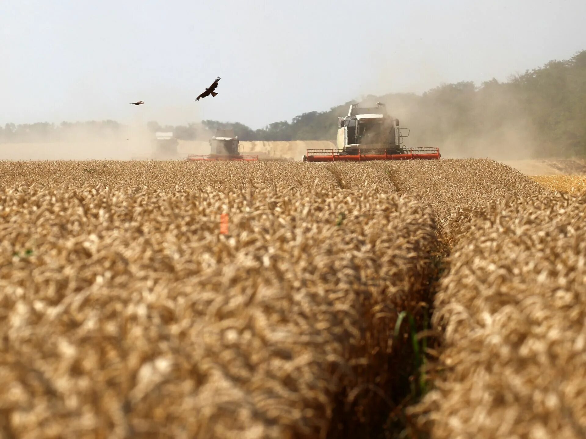 Поле озимой ржи. Пшеница сорт еланчик. Пшеничка колосок рожь колос. Сорт алексеич озимая пшеница. 7 пшеницу.