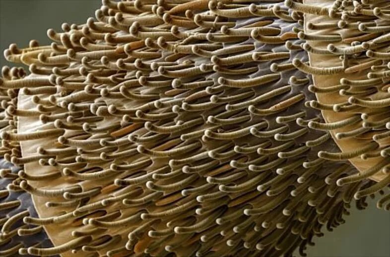 Обычные предметы под микроскопом. Разные вещи под микроскопом. Графитовый стержень под микроскопом. Вещи под микроскопом. Вещи под микроскопом.