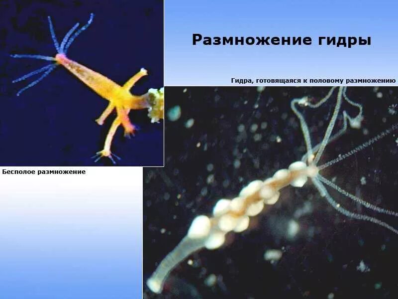 Гидра размножается. Гидра биология размножение. Бесполое размножение гидры пресноводной. Размножение виды gjxrjdfybt. Строение и размножение гидры.