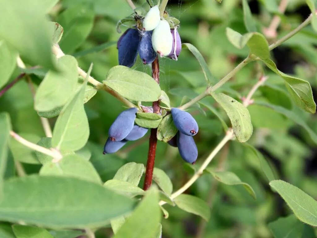 Как посадить куст жимолости. Жимолость синяя, съедобная lonicera caerulea. жимолость съедобная куст. жимолость нимфа. жимолость съедобная фиалка.