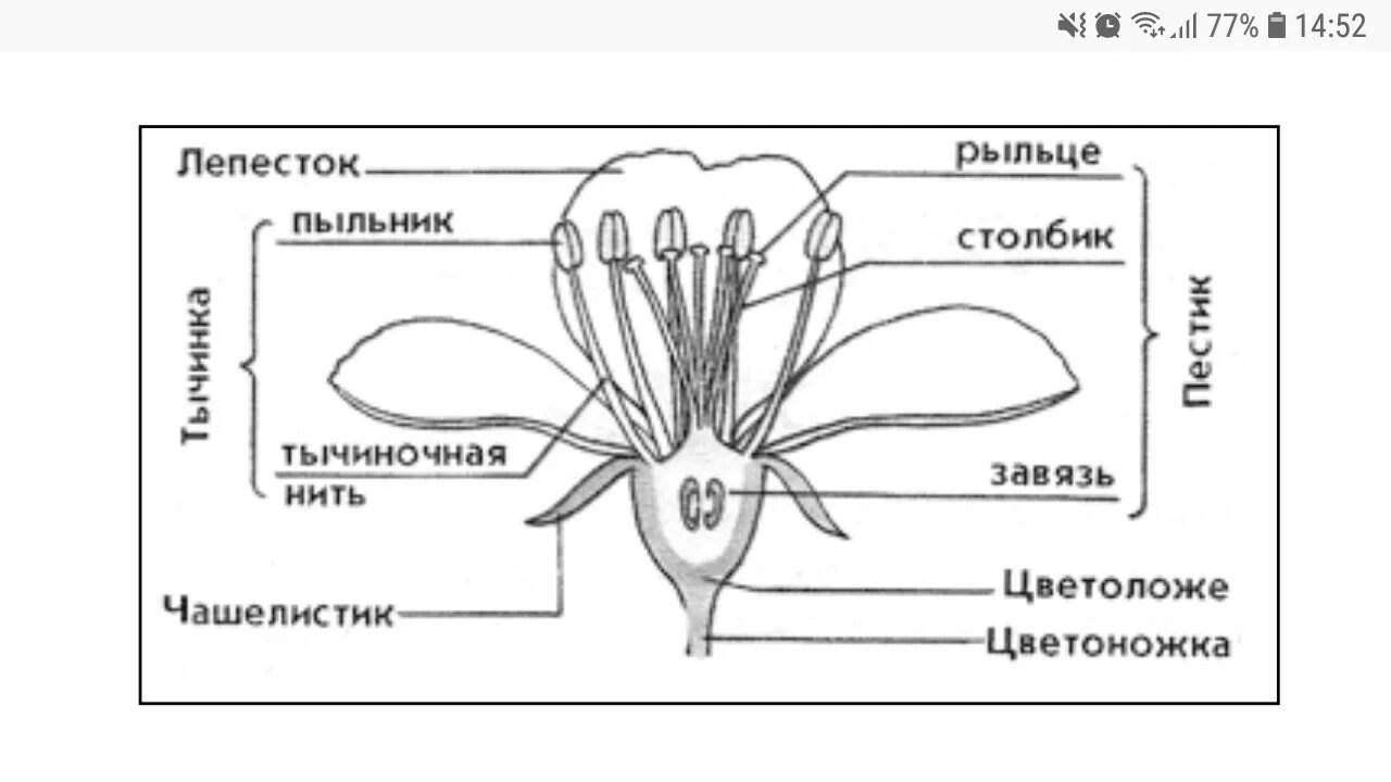 Чашелистик пыльник и завязь на рисунке цветка. Схема строения цветка 6 класс биология. Пыльник тычиночная нить рыльце. Строение цветка яблони схема. Схема цветка биология 6 класс.