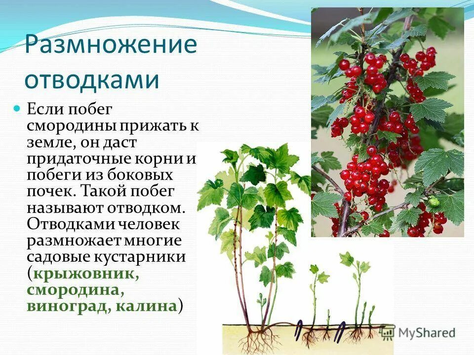 Посадка смородины черенками весной. Побег черной смородины. Плодовые почки грецкого ореха. Побег с почками чёрной смородины. Побег смородины.