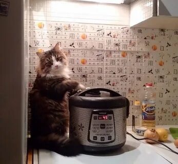 Где твой котик