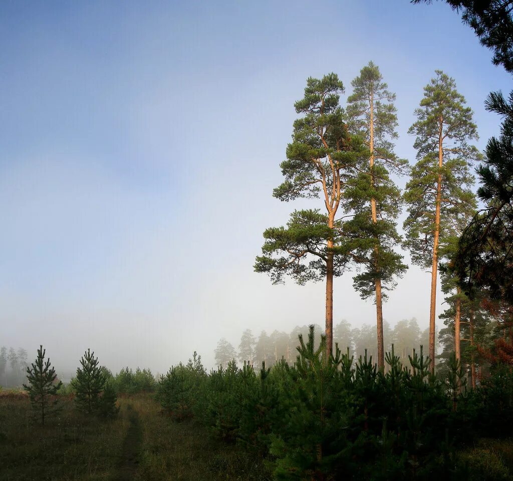 потерялся в 3 соснах. кайский бор иркутск. сосновый бор лесные культуры. зилайская сосна удмуртия. сосны.