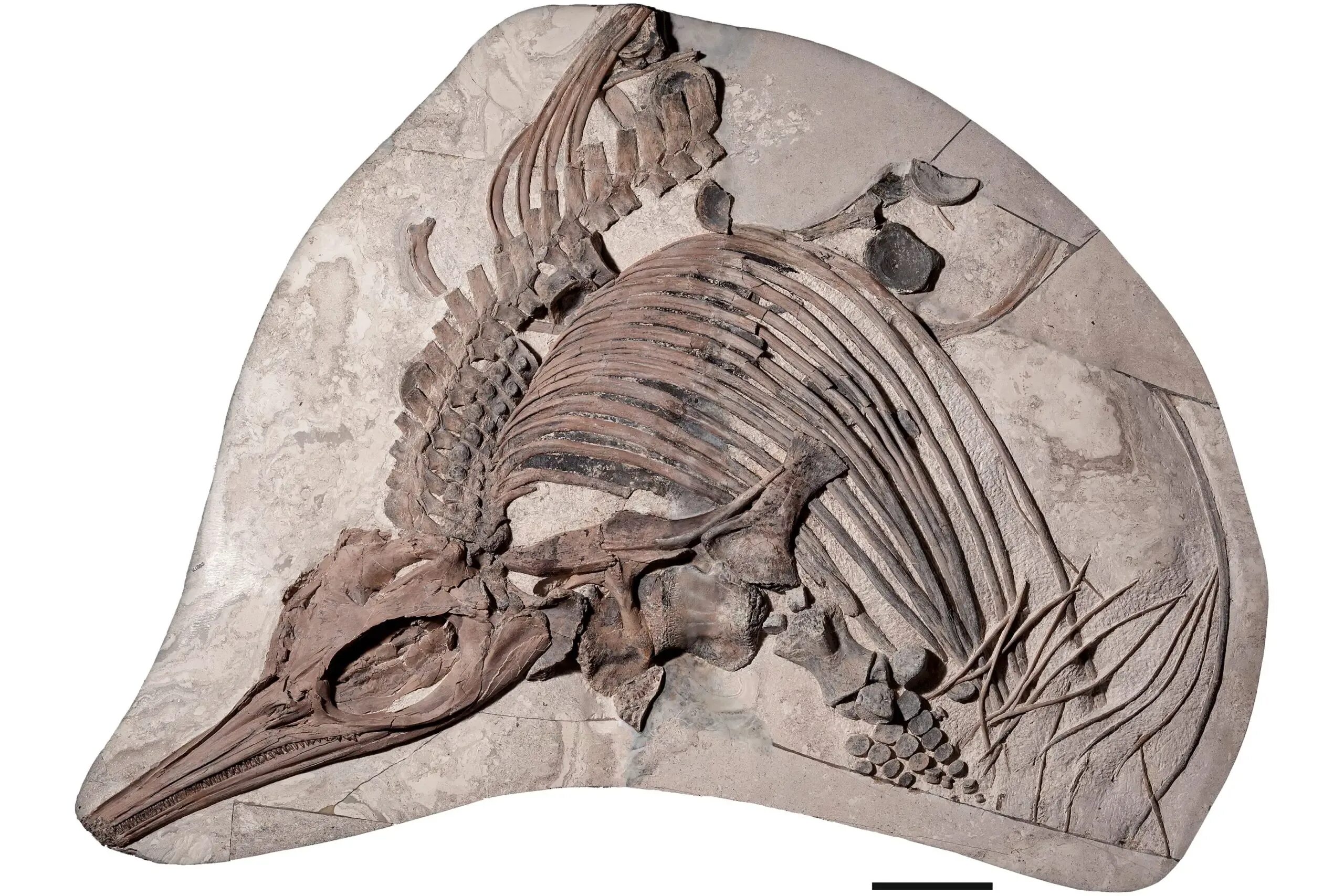 Скелет ихтиозавра. Ихтиозавр морской дракон. Останки ихтиозавра. Скелеты древних морских животных.