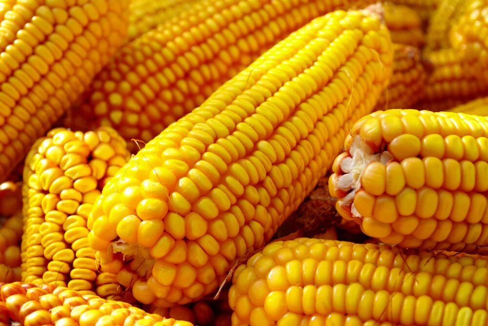 Corn me. Семена кукурузы сахарной Бондюэль. Полузубовидная кукуруза. Кормовые сорта кукурузы. Фалькон кукуруза.