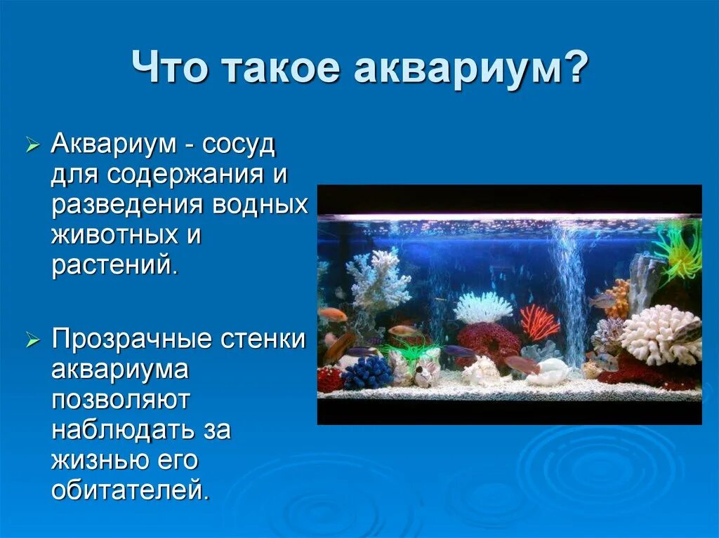 Для каких целей человек создает аквариум. Презентация на тему аквариум. Аквариумные рыбки проект. Сообщение про аквариум. Проект на тему аквариумные рыбки.