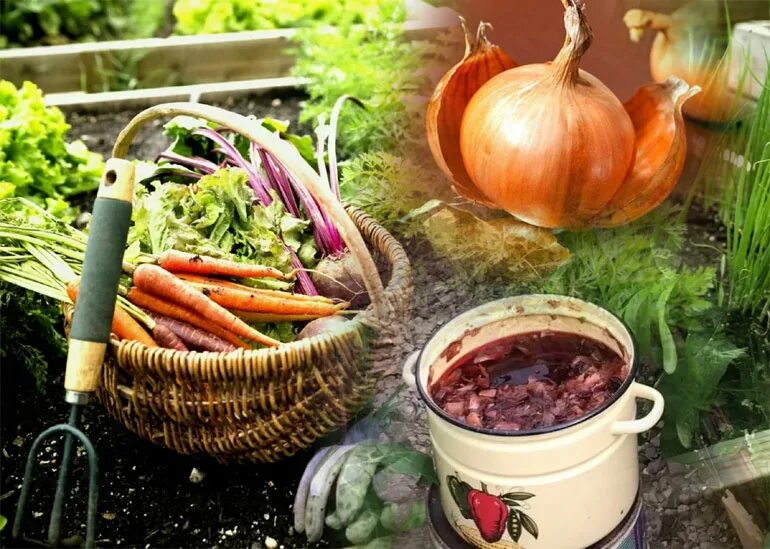 Настой луковой шелухи для рассады томатов. Отвар луковой шелухи для рассады. Настой луковой шелухи для огорода. Шелуха репчатого лука. Настой из луковой шелухи.