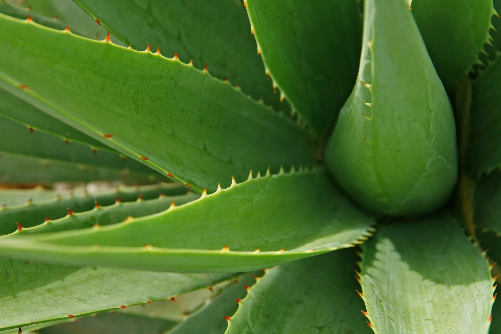 8 aloes. Алоэ барбаденсис Миллер.