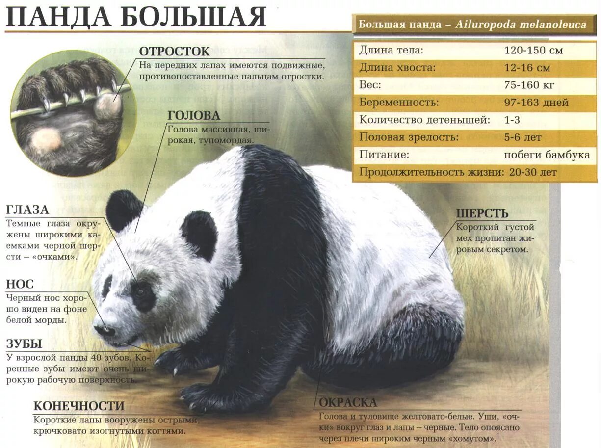 доклад про панду. большая панда доклад. проект про большую панду. систематика панды. рассказ о панде.