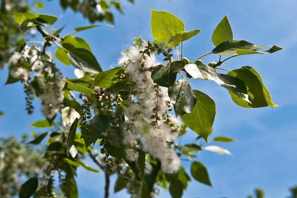 Тополиный пух дерево тополь. Тополь бальзамический сережки. Ива ольха. Цветущий тополь дерево. Тополь бальзамический.