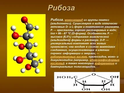 В состав каких органических соединений входит рибоза