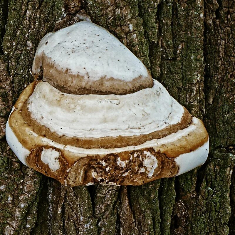 Трутовик обыкновенный fomes fomentarius. Трутовик сапрофит. Трутовик настоящий fomes fomentarius. Трутовик ивовый. Трутовики группа грибов