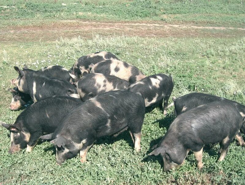 Украинская Степная Рябая порода свиней. Миргородская порода свиней поросята. Северокавказская порода свиней. Порода свиней Йоркшир. Степная свинья