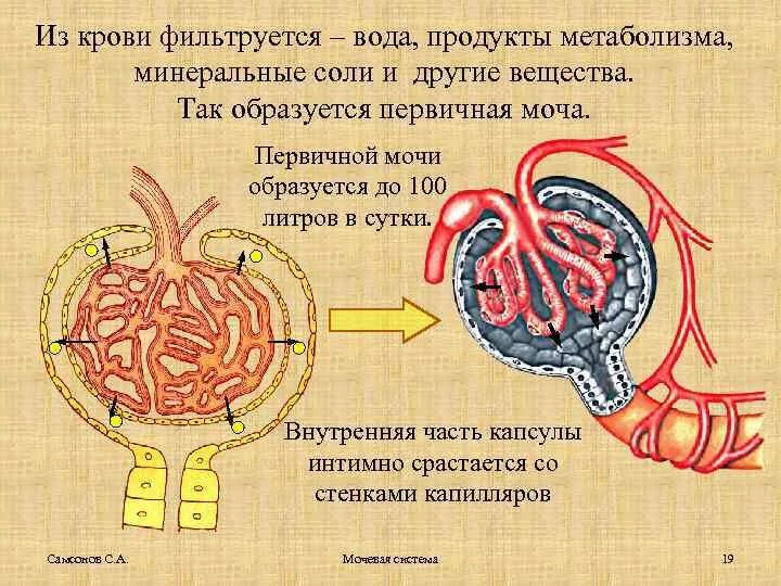 Образование вторичной мочи фильтрация крови образование плазмы. Биология 8 первичная моча. Первичная и вторичная моча. Первичная моча образуется в. Образование вторичной мочи.