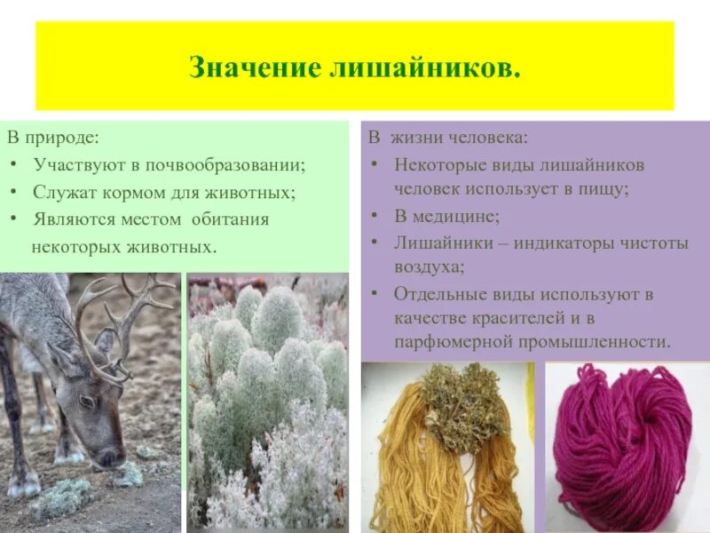 Значение животных для человека примеры. Значение лишайников. лишайники в природе. роль лишайников в природе. значение лишайников в природе.