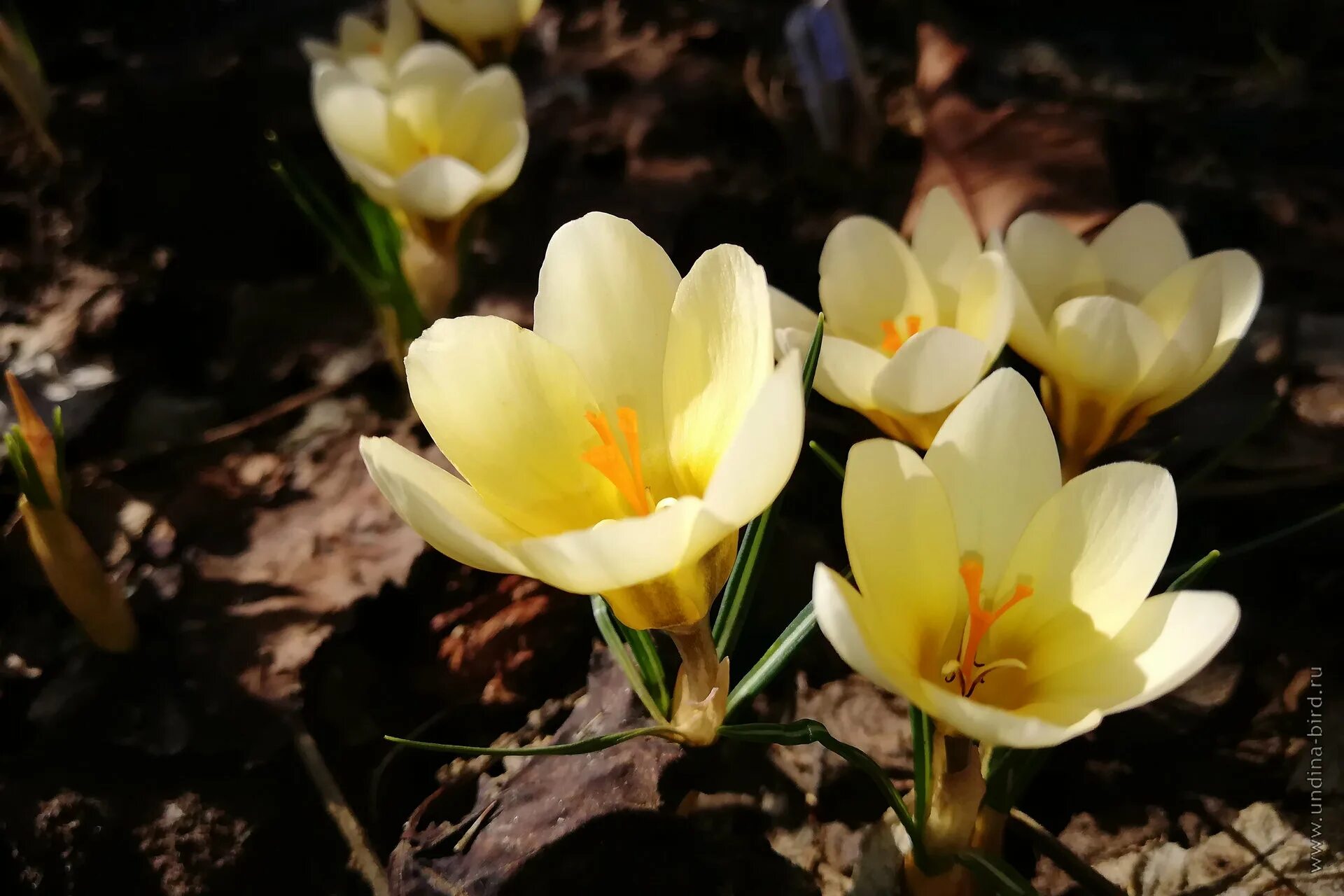 Эмир крокус. Крокус Крим Бьюти. Крокус золотистый ( Crocus chrysanthus ). Крокус золотистый Крим Бьюти. Крокус Ботанический Cream Beauty.