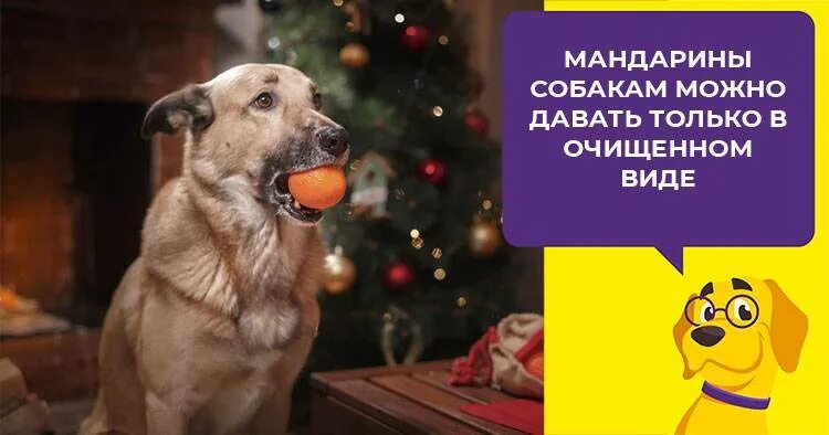 Можно ли собакам давать апельсины. Собака в мандарине. собака ест мандарины. можно собаки мандарин. собака с мандаринами на голове.